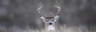 White-tailed buck