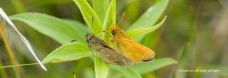 Dakota Skippers (female on left, male on right)