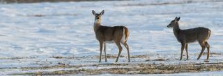 White-tailed does in snowy field