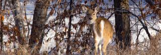 White-tailed deer in snowy wooded area