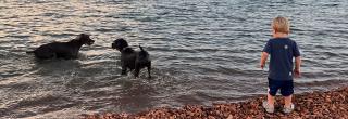 Boy on rocky beach with two dogs playing in the water nearby