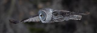 Great Grey Owl