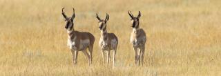 Three pronghorn on brown prairie