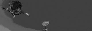 Turkey flying and stop sign