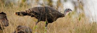 Turkey in dry grass