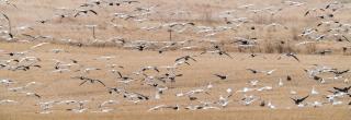 Snow geese flying over brown field