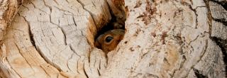 Squirrel peeking out of a hole in a tree trunk