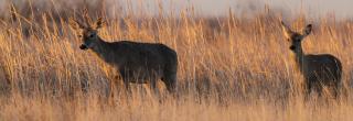 Two deer in tall brown grass