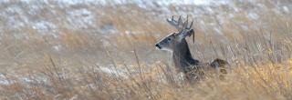 White-tailed buck