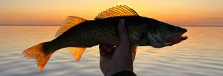 Walleye