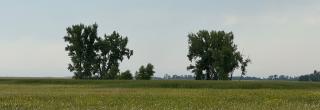 Cottonwoods near a wetland