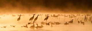 Wetland with cranes and waterfowl at sunset