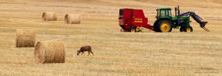 Deer and tractor in field with hay bales (Saeedatun - stock.adobe.com)