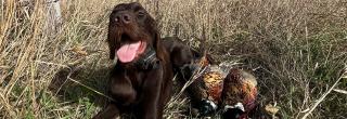 Dog with harvested pheasants