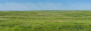 Summer grasslands