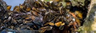 Cluster of golden mussels (photo credit: California Department of Water Resources)