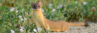 Long-tailed weasel