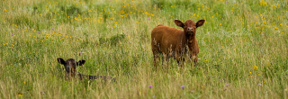 Calves in prairie grass