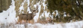 Mule deer buck in the badlands