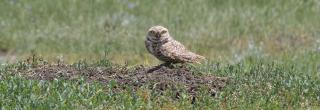 Burrowing owl