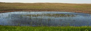 Cropped wetland