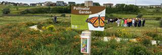 Pollinator garden near urban area