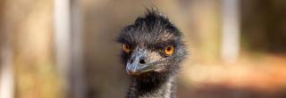 Emu