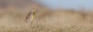 Meadowlark