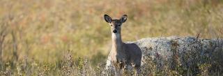 White-tailed deer in brown grass
