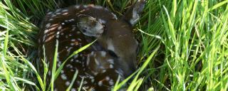 White-tailed fawn hiding in tall grass