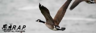 Canada goose flying