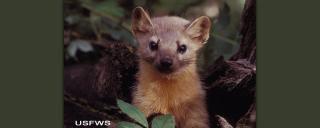 Marten
