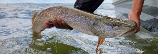 Northern pike