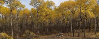 Aspen forest with logpile in front