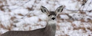 Mule deer doe in the snow