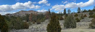 Trees on a hill