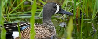 Blue-winged teal drake