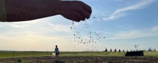 Person's hand releasing seed onto a field