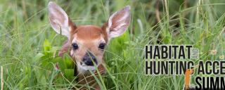 White-tailed fawn