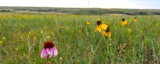 Praire with wildflowers blooming