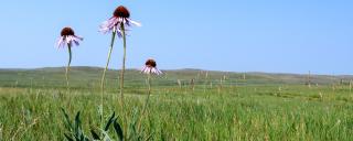 Purple cone flowers on the prairie