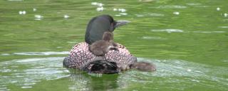 Loon with chicks