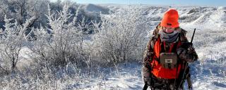 Cayla hunting in snow