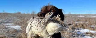 Fin with harvested sharptail