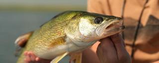 Walleye