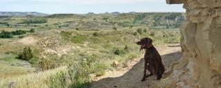 dog looking out over the badlands