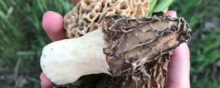 Morel mushrooms