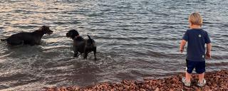 Boy on rocky beach with two dogs playing in the water nearby