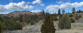 Trees on a hill