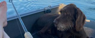 Dog on boat with angler relaxing